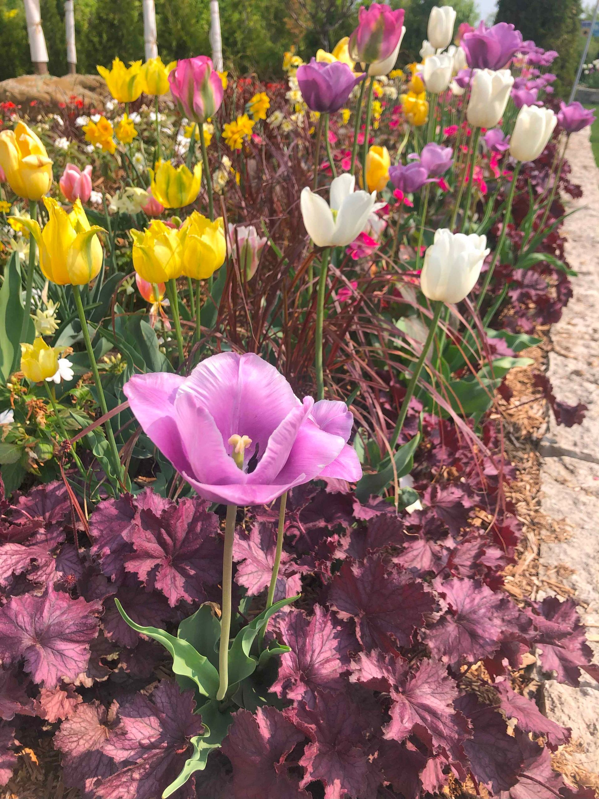 A purple flower is surrounded by other flowers in a garden.