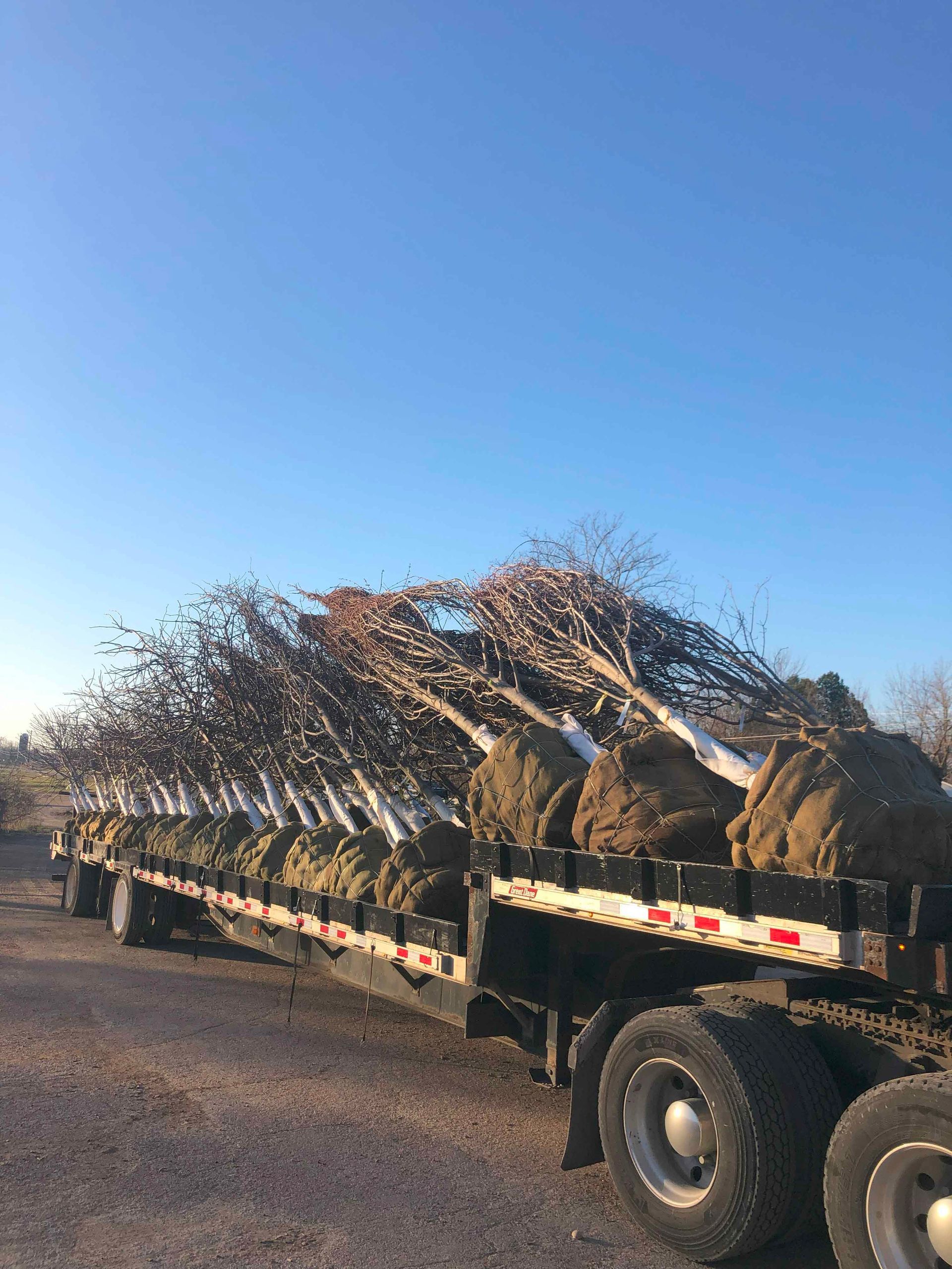 A semi truck is carrying trees on a trailer.