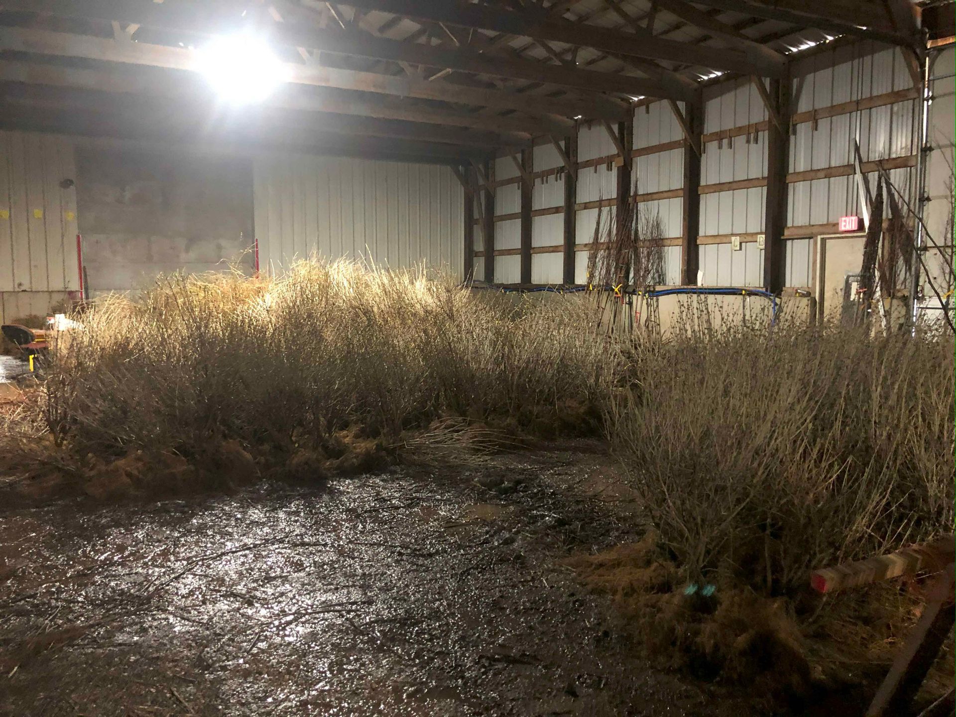 A barn filled with lots of hay and plants.