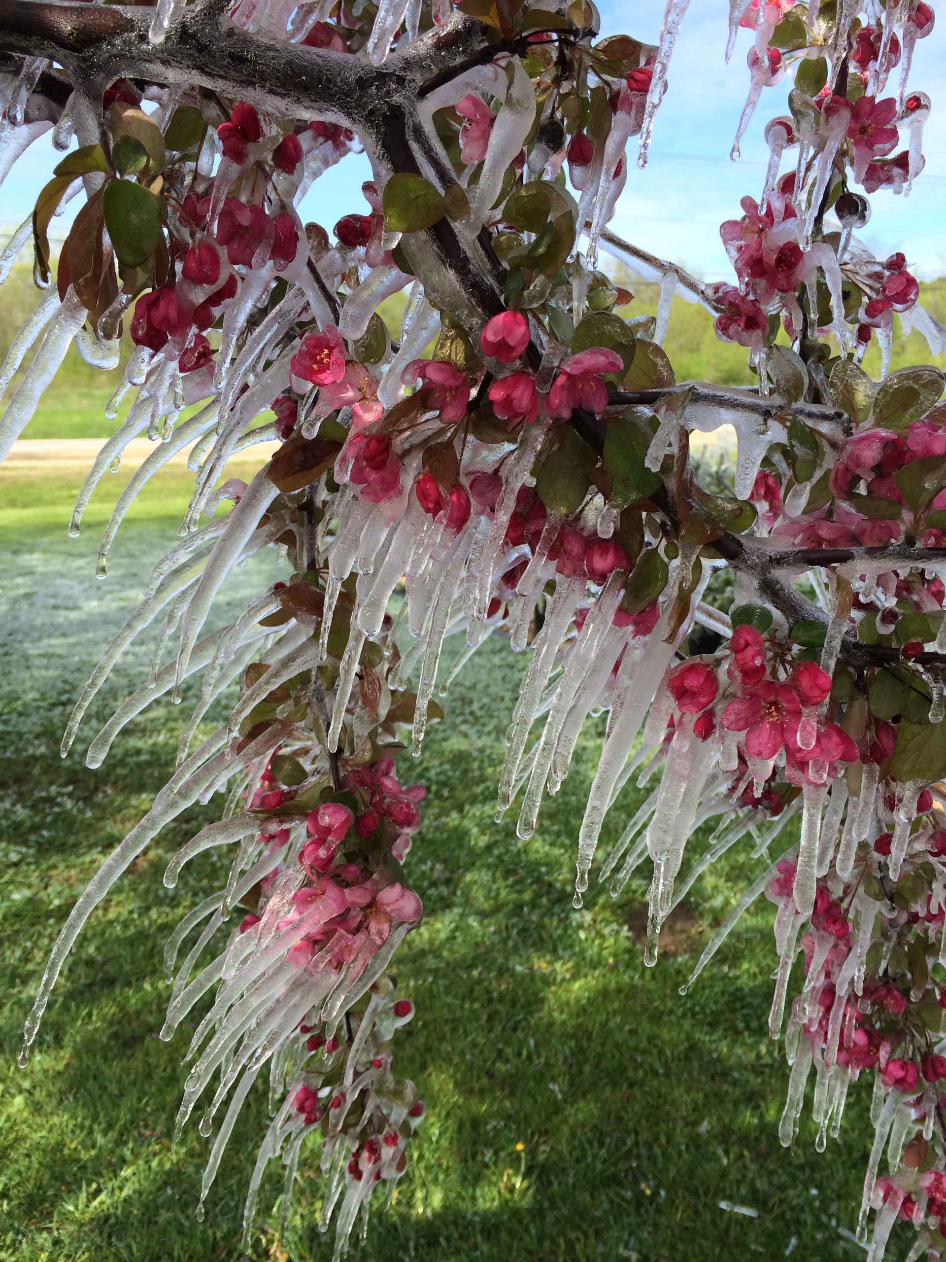Icicles are hanging from a tree branch with pink flowers.