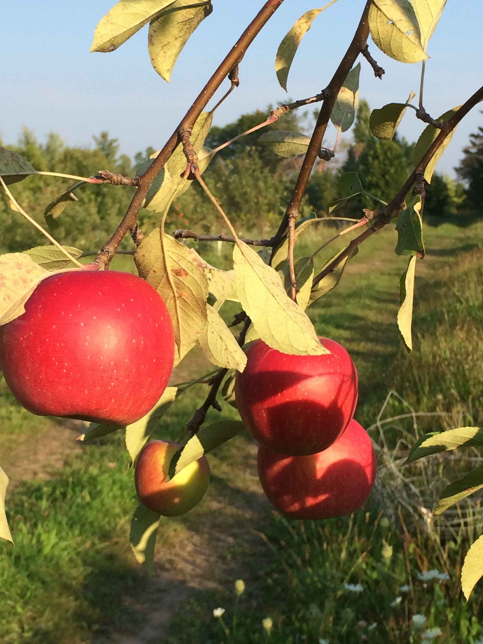 Three red apples are hanging from a tree branch