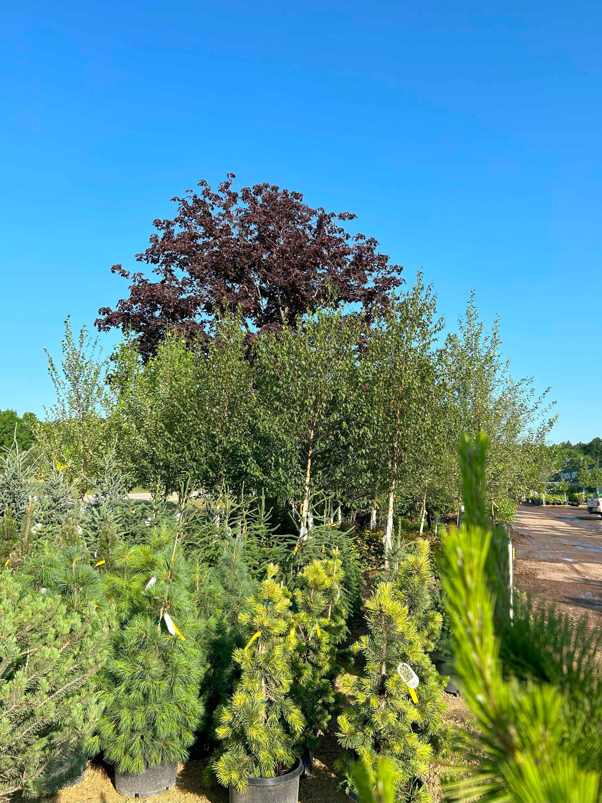A row of potted plants in a garden with a tree in the background.