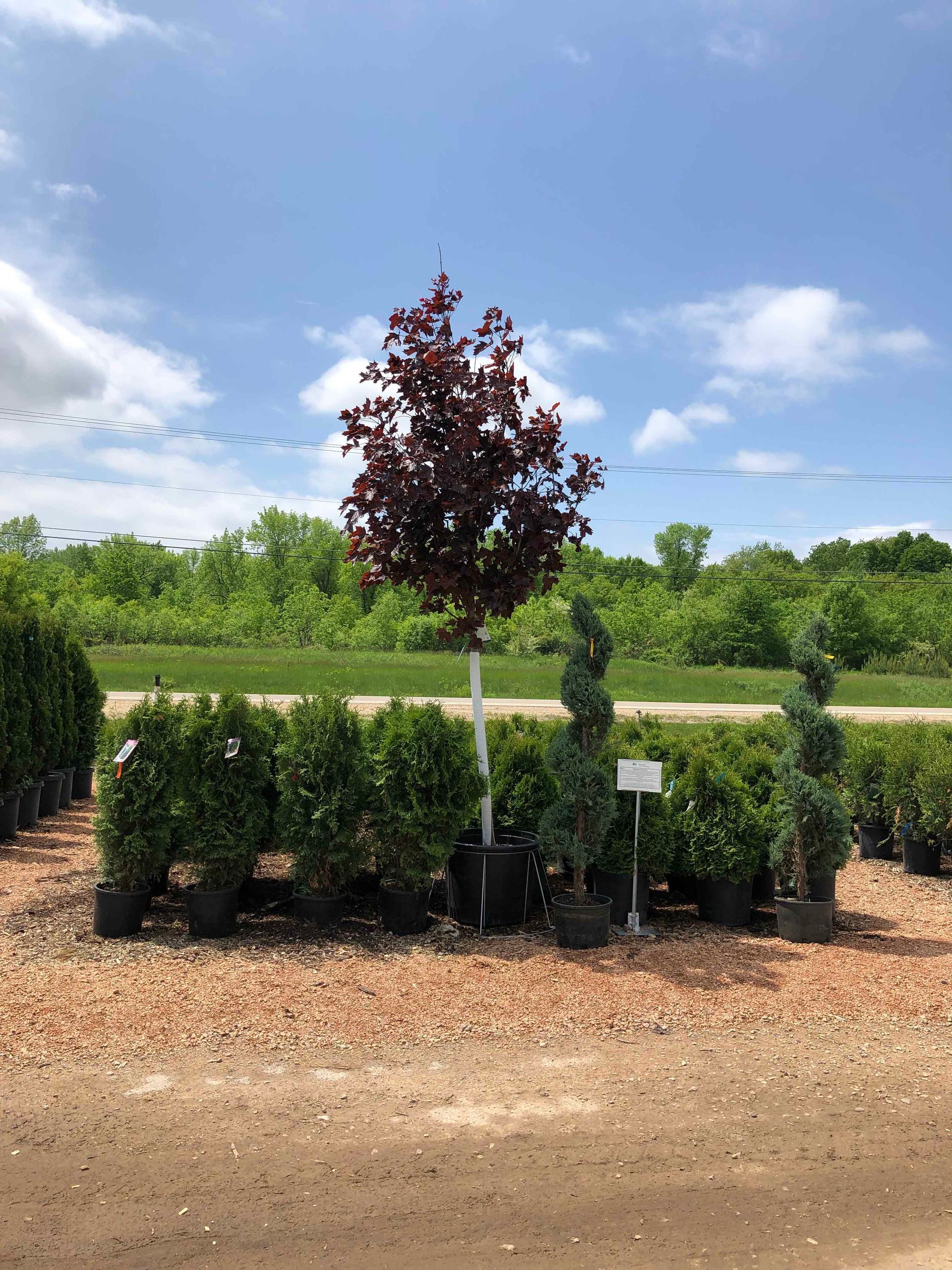 A row of trees and bushes are lined up in a dirt field.