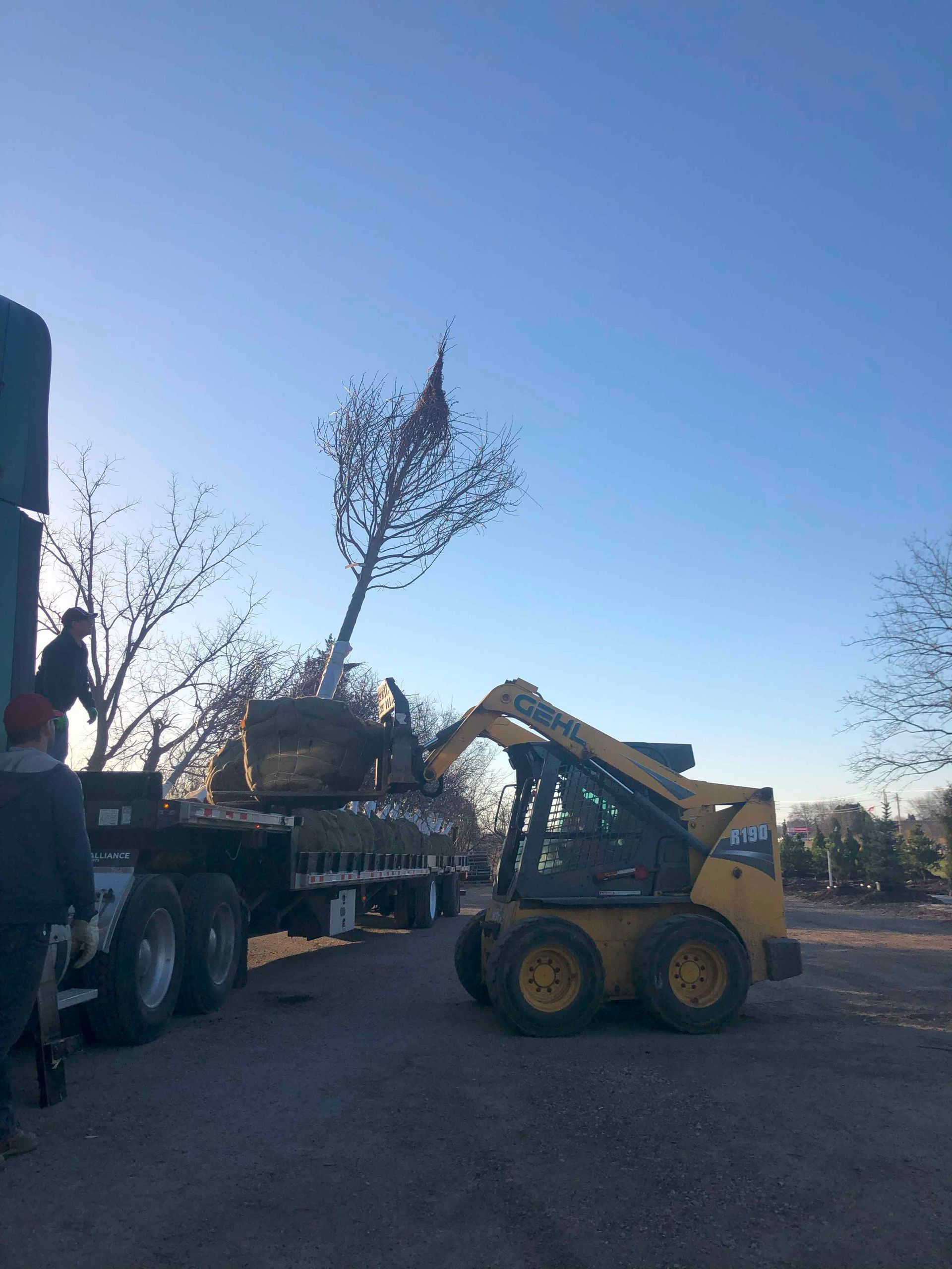 A large tree is being loaded onto a truck by a bulldozer.