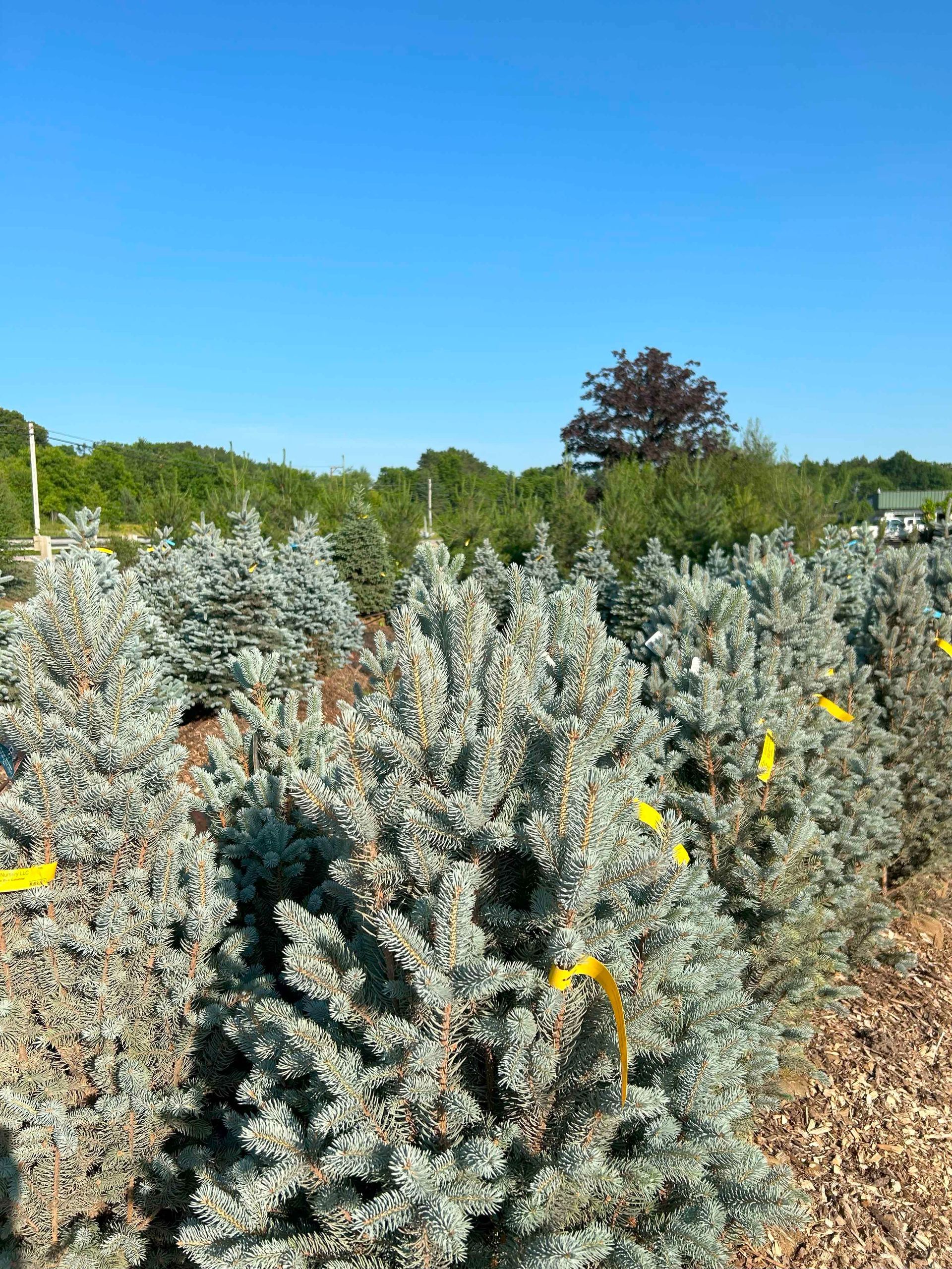 A field of christmas trees with yellow tags on them.