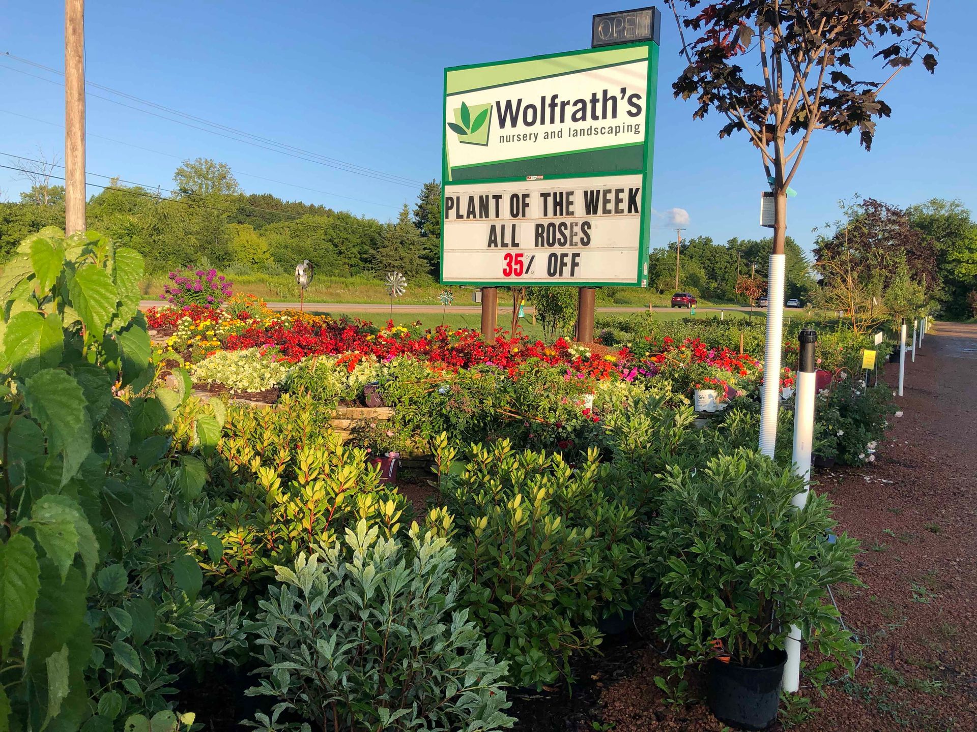 A sign for wolfrath 's plant of the week is surrounded by potted plants.