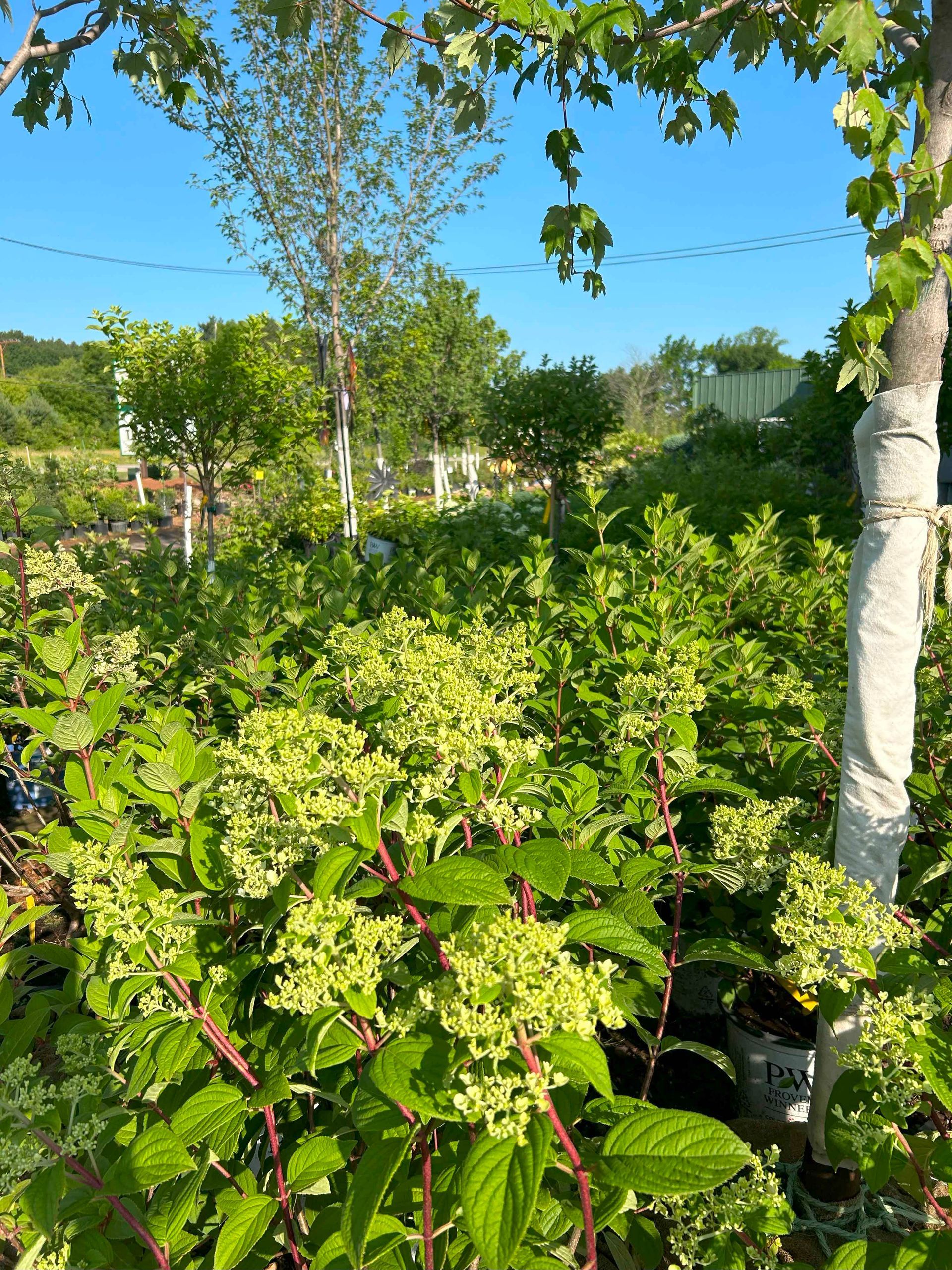 A lush green garden with lots of plants and trees