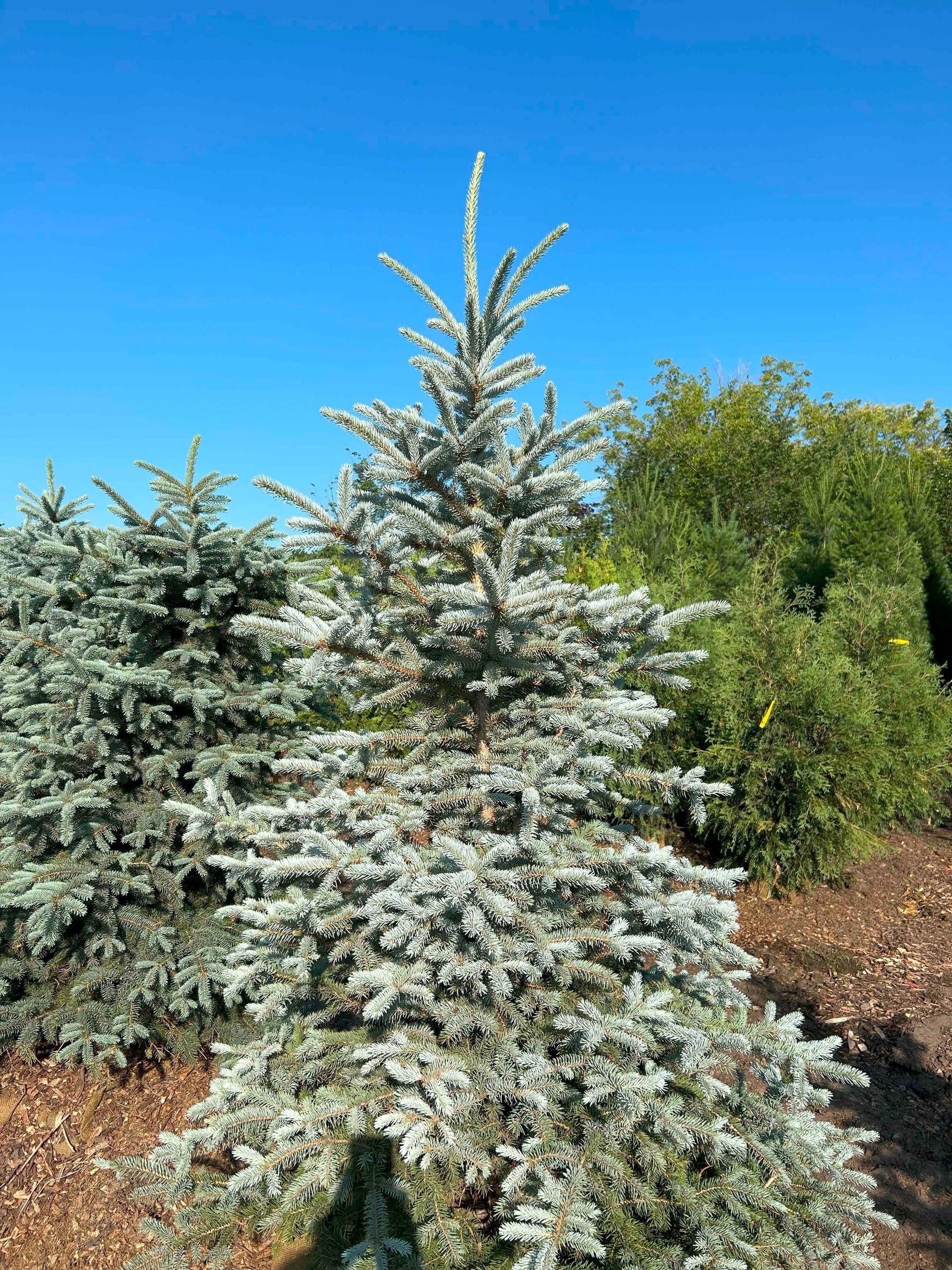 A christmas tree with white branches and a blue sky in the background