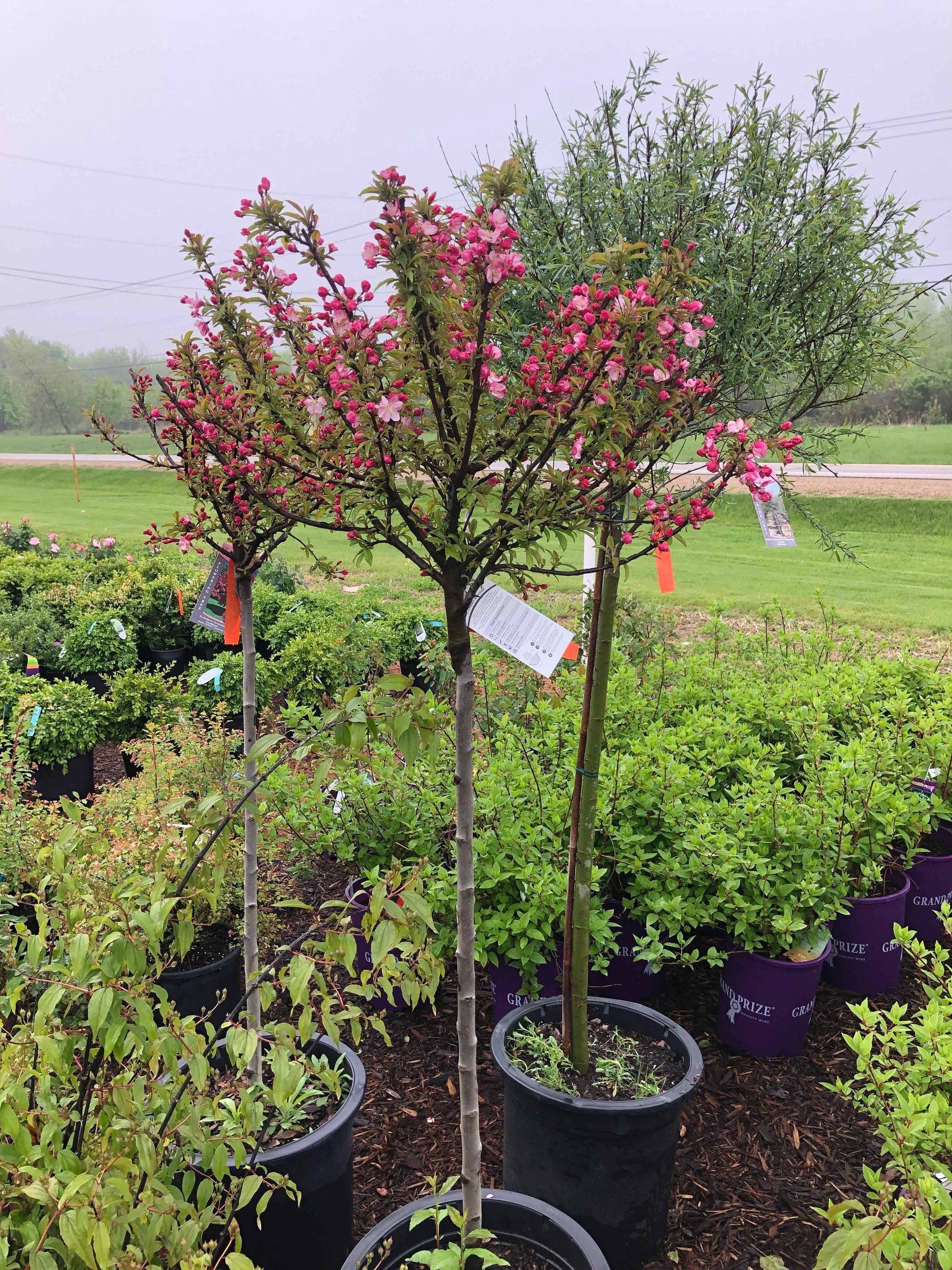 A tree with pink flowers is in a pot in a garden.