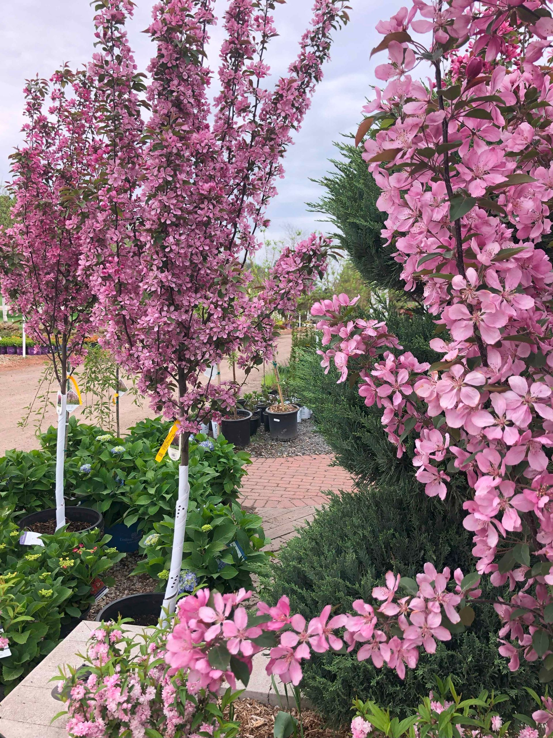 A bunch of pink flowers are growing on a tree in a garden.