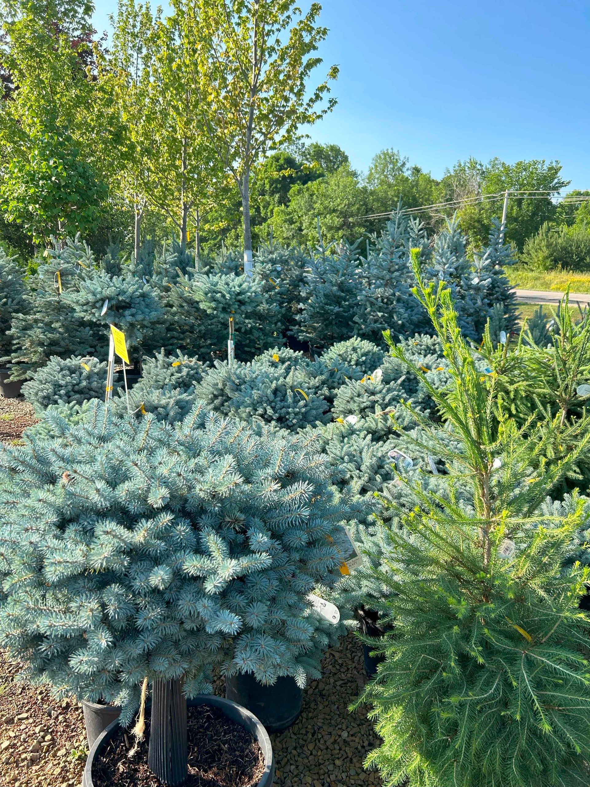 A bunch of trees in pots are sitting in a garden.