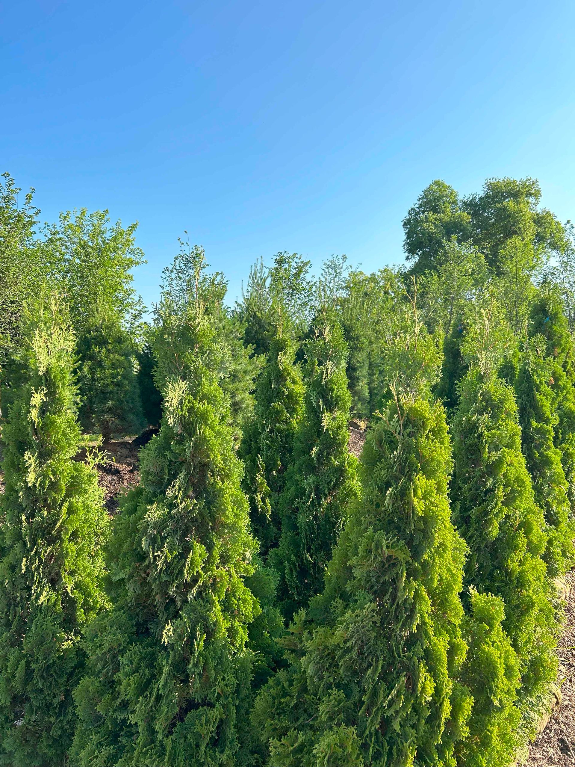 A row of tall green trees in a field with a blue sky in the background.
