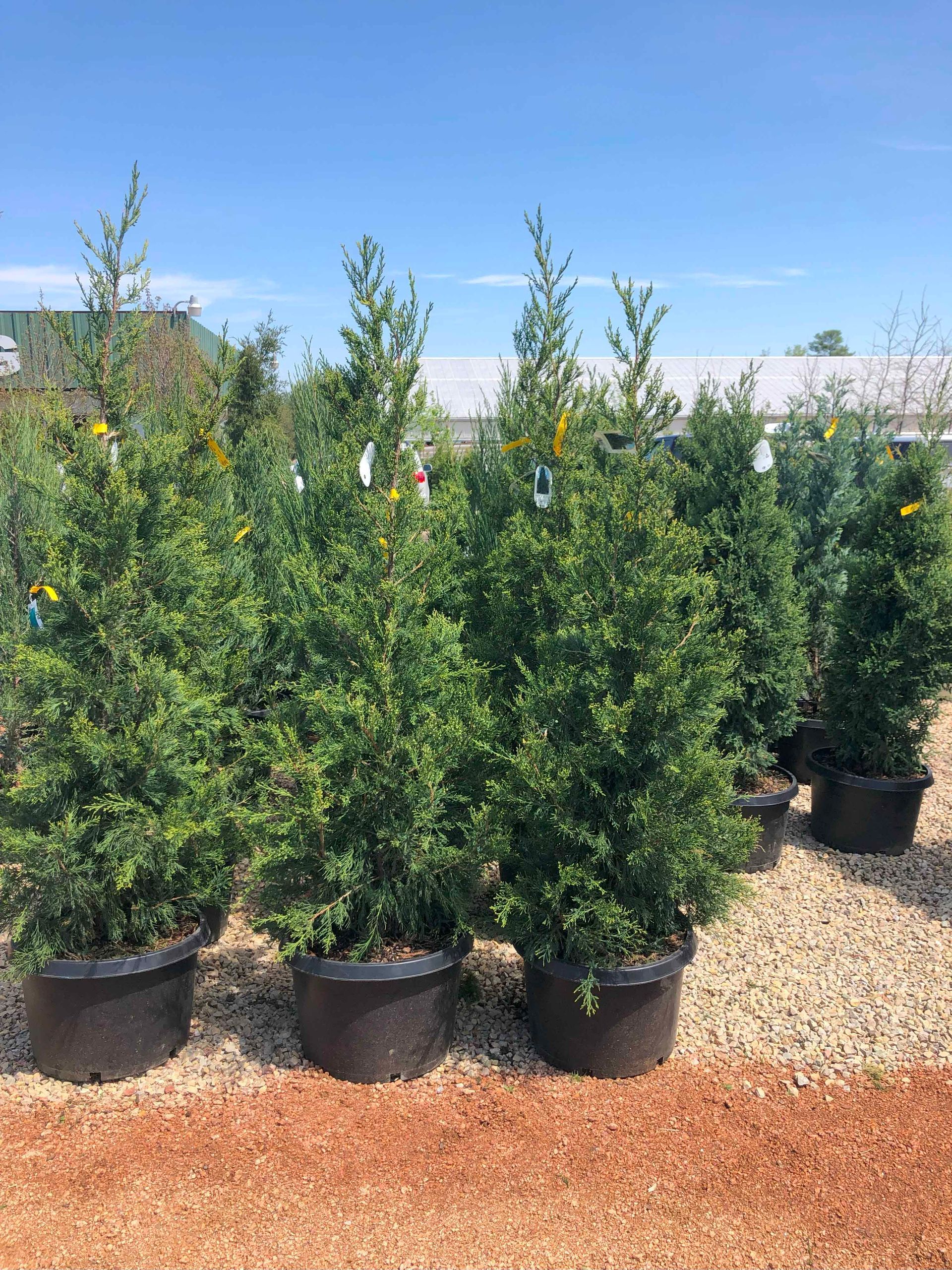 A row of potted trees sitting on top of gravel.