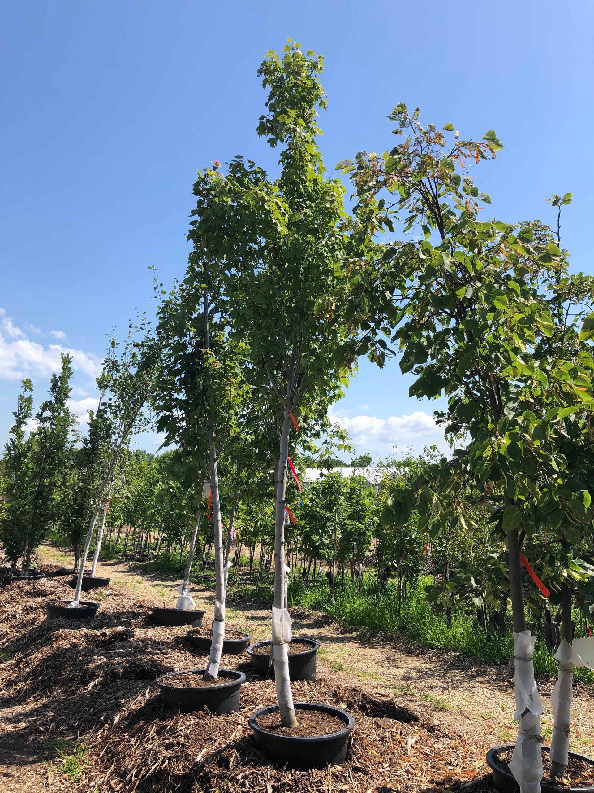 A row of trees in pots in a garden with a blue sky in the background
