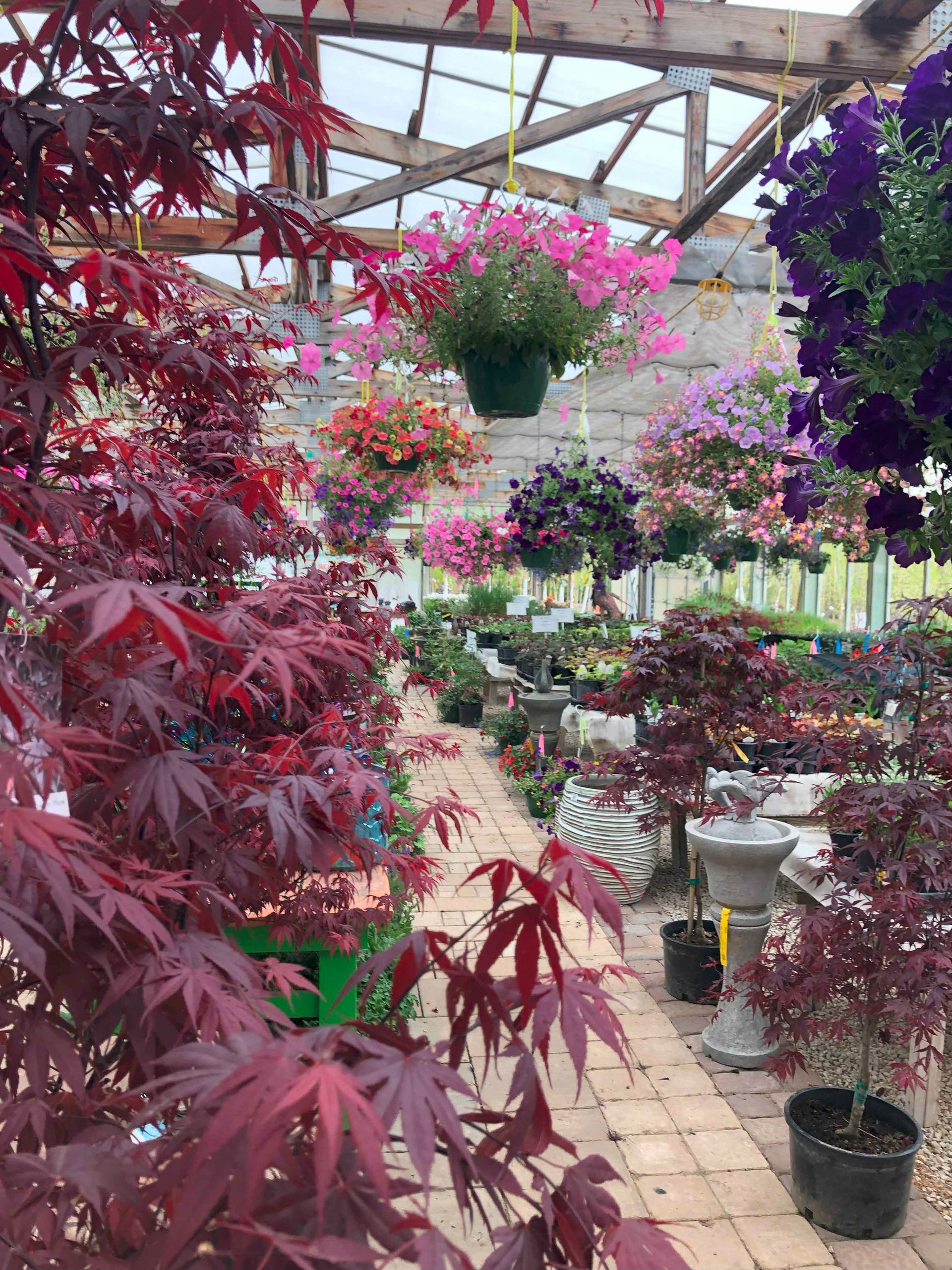 A greenhouse filled with lots of flowers and trees.