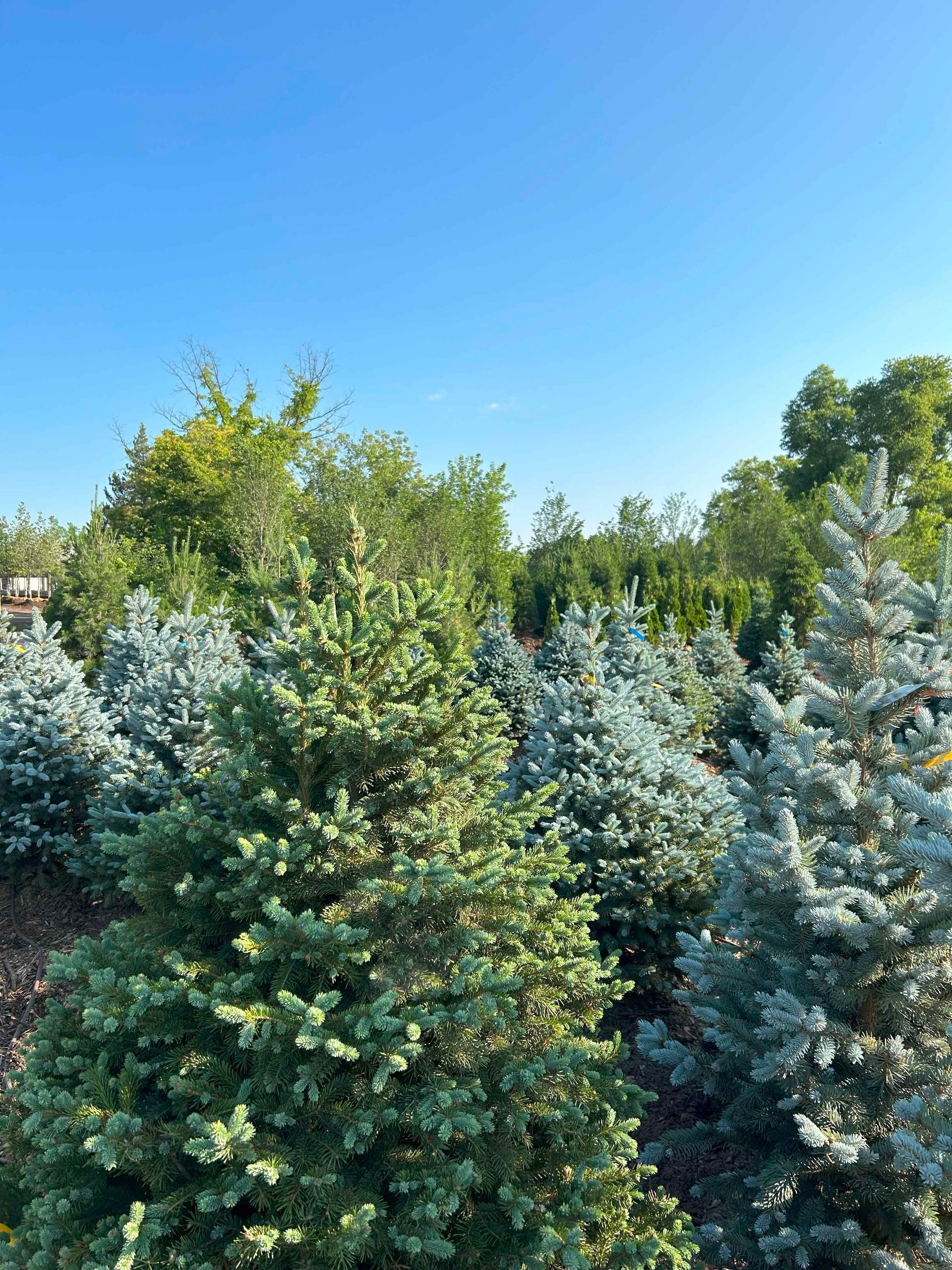 There are many different types of trees in this field.