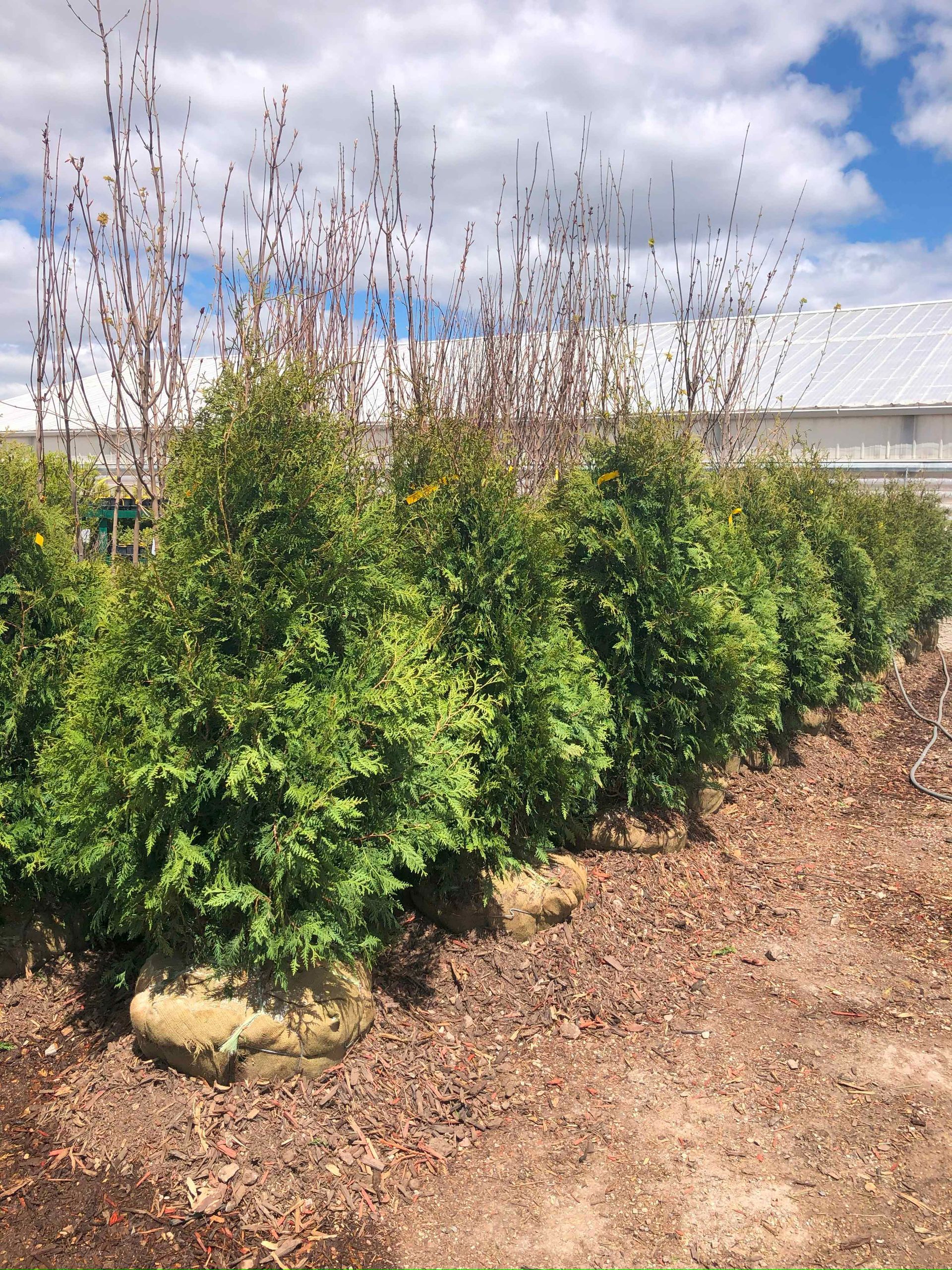 A row of trees in a field with a blue sky in the background.
