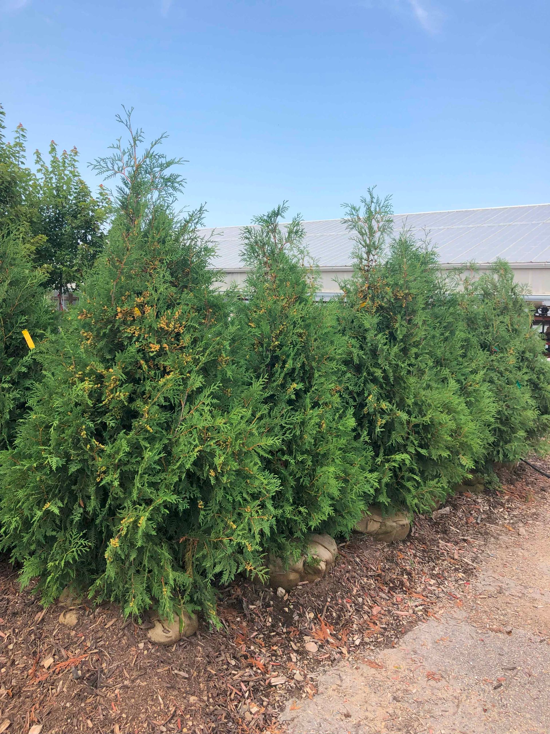 A row of trees growing next to a dirt road.