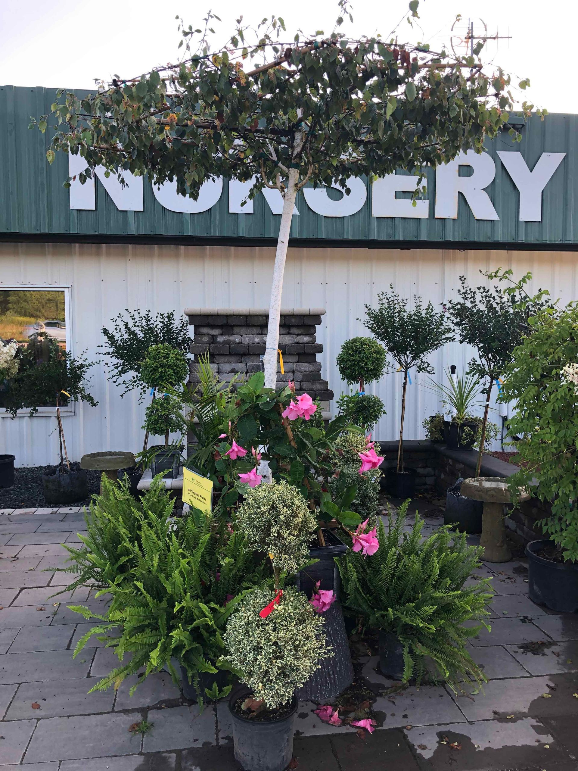 A bunch of potted plants are in front of a nursery.
