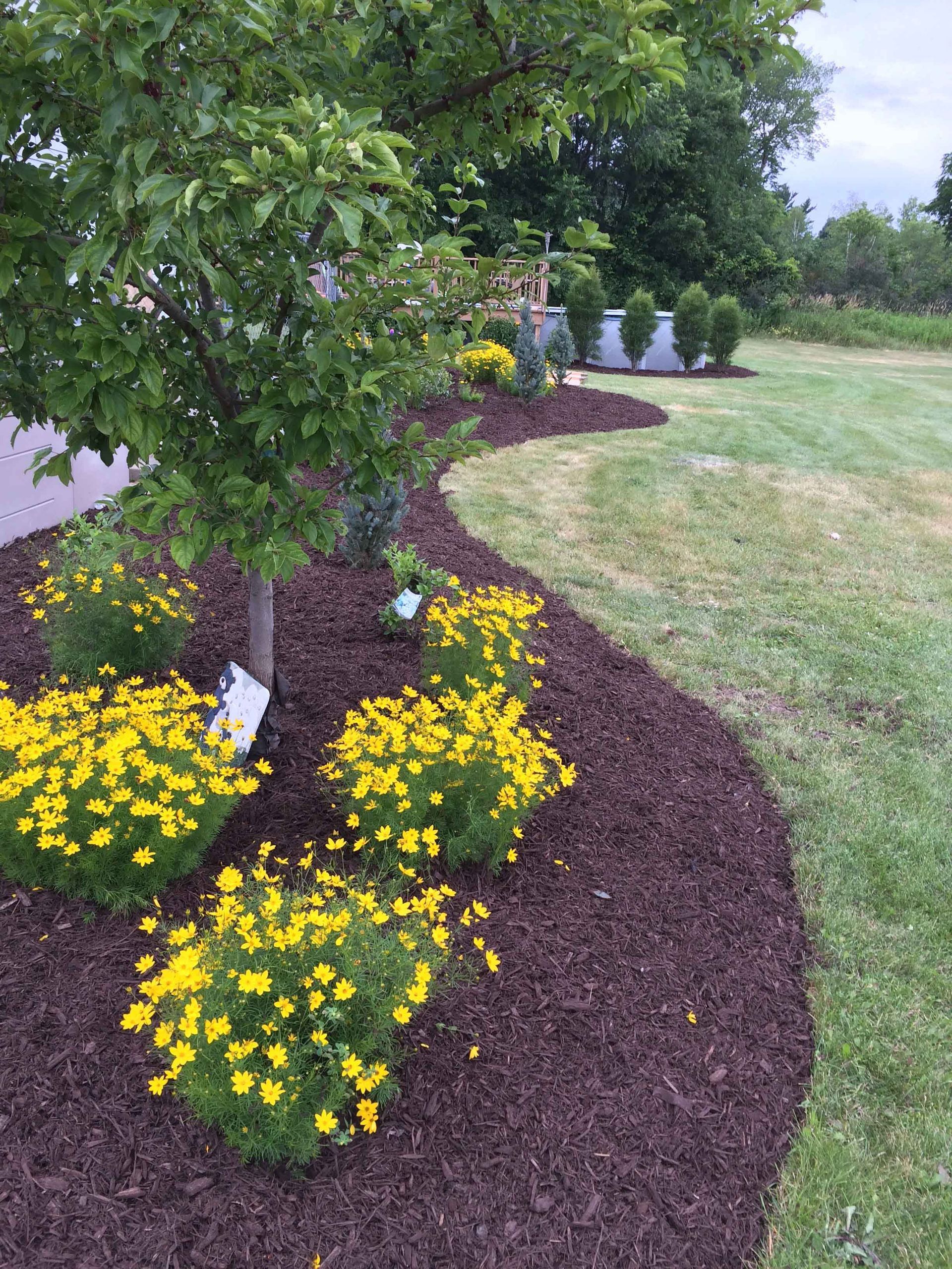A lawn with flowers and mulch and a tree in the background.