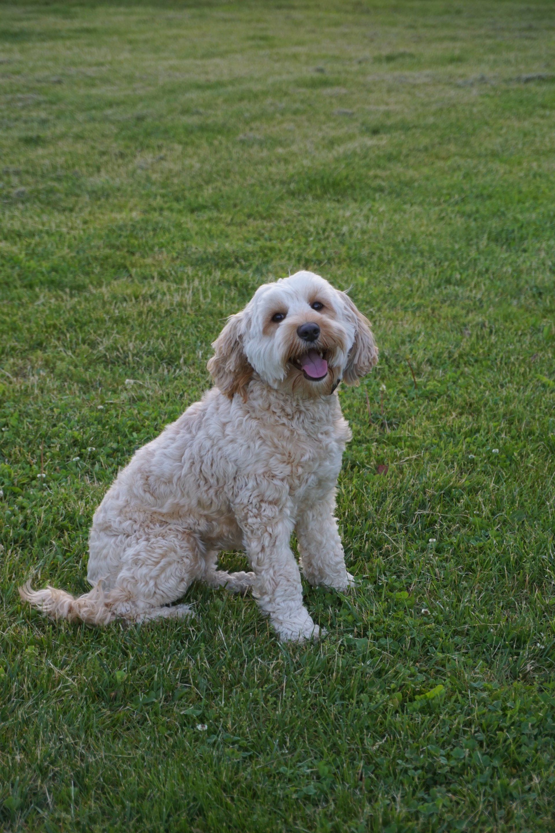 Wild Daisy Labradoodles Dog Breeder Mount Airy, MD