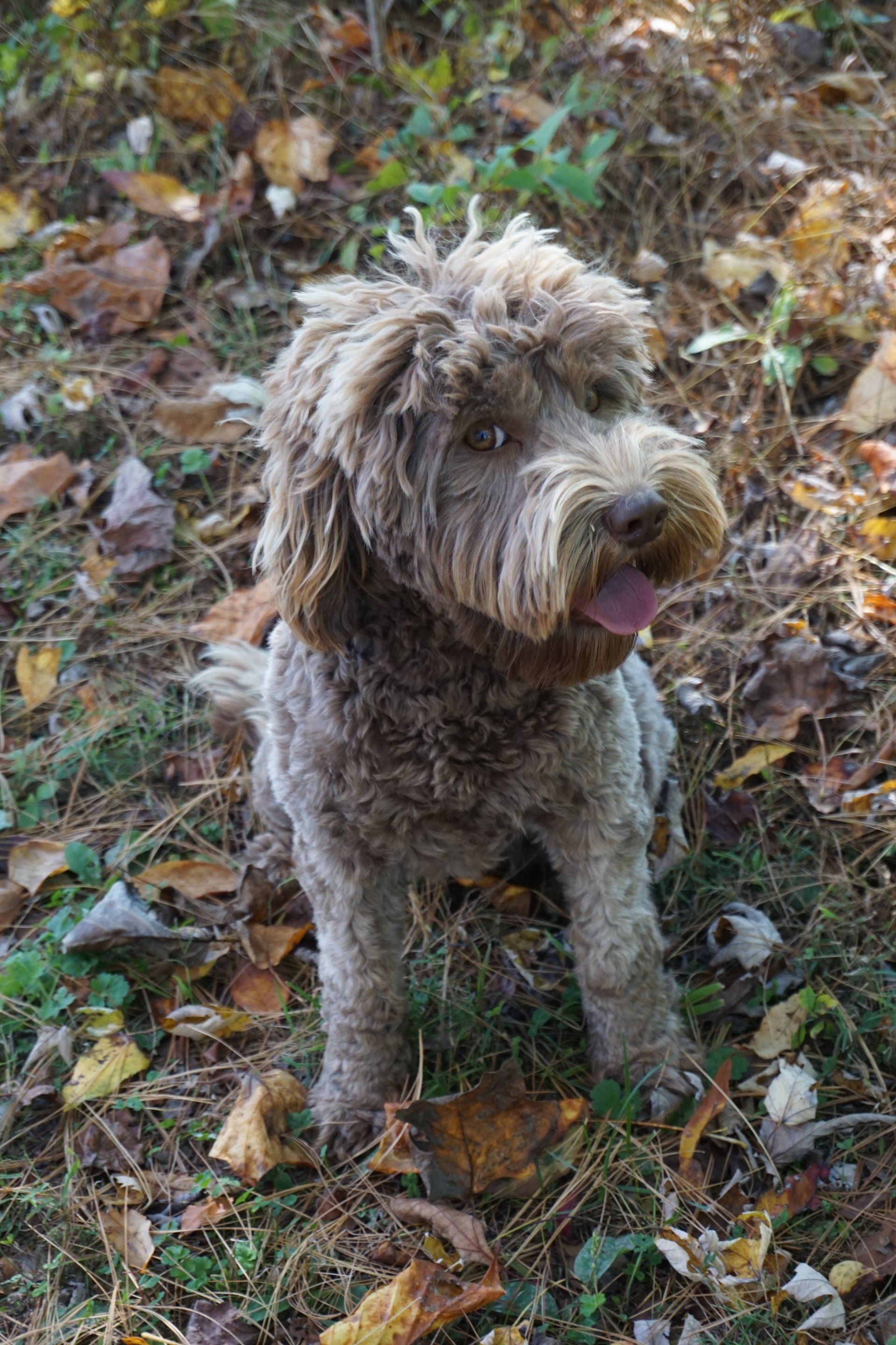 Wild Daisy Labradoodles | Dog Breeder | Mount Airy, MD