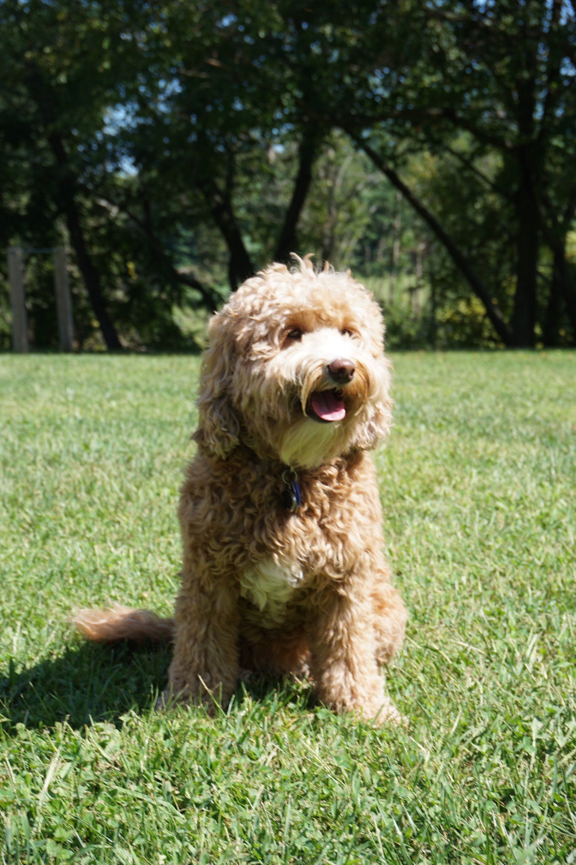 Wild Daisy Labradoodles 