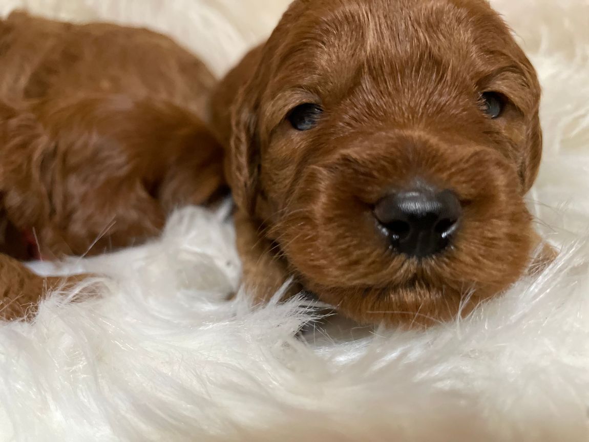 Wild Daisy Labradoodles | Dog Breeder | Mount Airy, MD