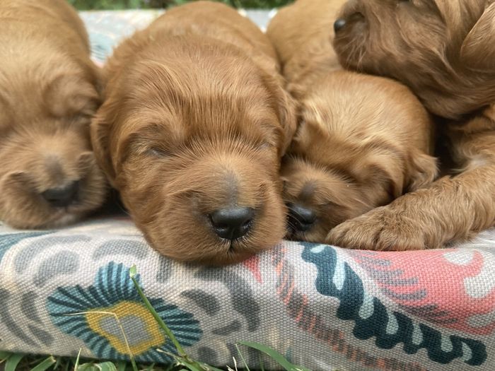 Wild Daisy Labradoodles | Dog Breeder | Mount Airy, MD