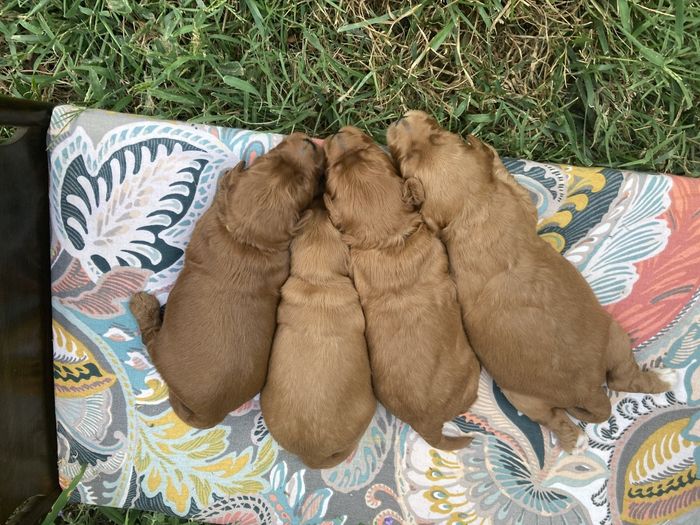 Wild Daisy Labradoodles 