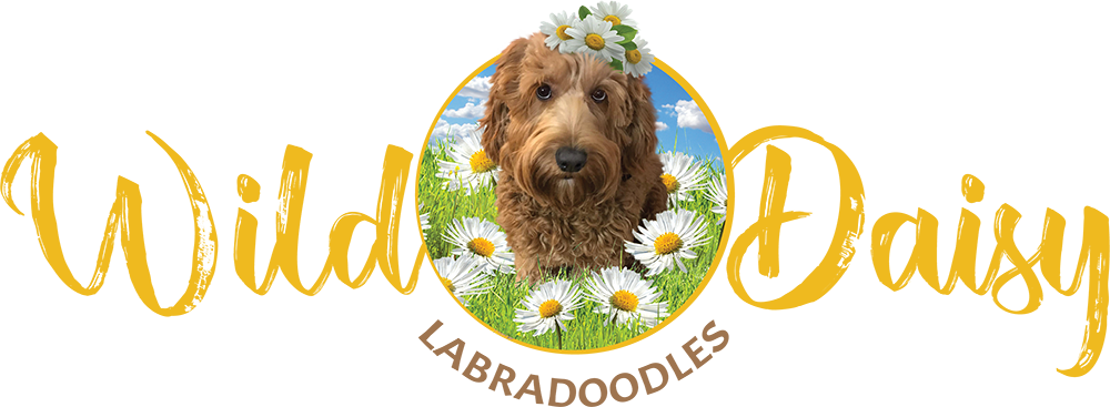 Wild Daisy Labradoodles Dog Breeder Mount Airy Md