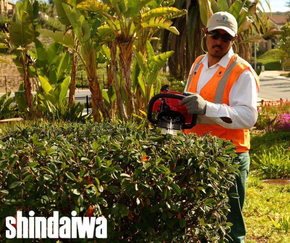 A man is cutting a hedge with a shindaiwa brand hedge trimmer