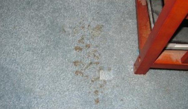 Before Carpet Cleaning