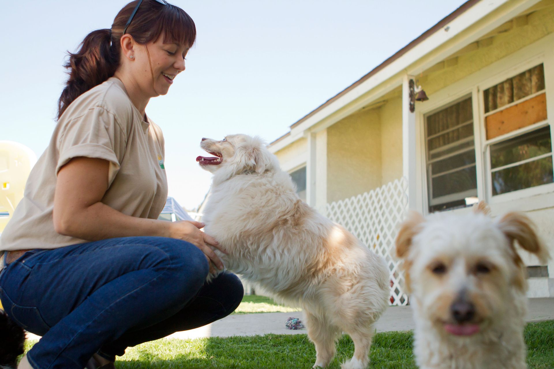 boarding kennels