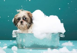 A small dog is taking a bath in a tub filled with foam
