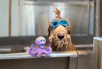 Learn More About Requirements A small dog is taking a bath in a tub filled with foam