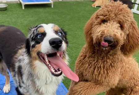 Two dogs are standing next to each other on a lush green field.