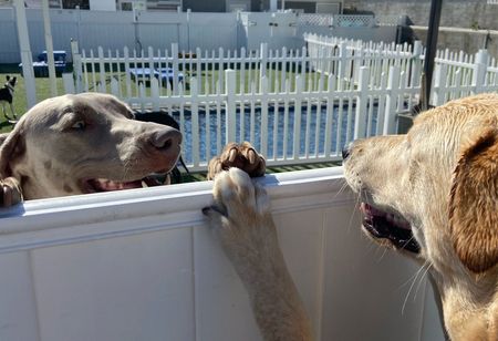 Two dogs are looking over a fence at each other.