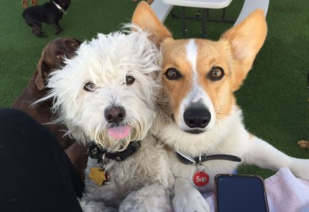 Two dogs are laying next to each other on a person 's lap.