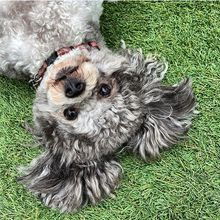 A small dog is laying on its back on the grass.