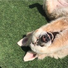 A dog is laying on its back on a lush green field.