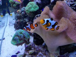 Two clown fish are swimming in a coral reef.