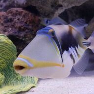 A fish is swimming in a tank next to a sea anemone.