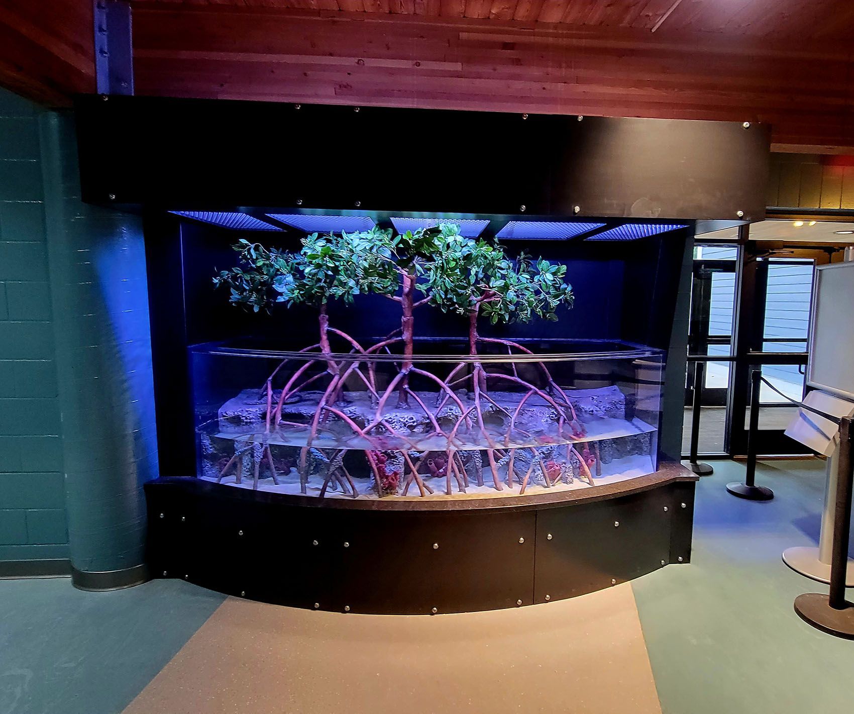 A large aquarium with a tree inside of it