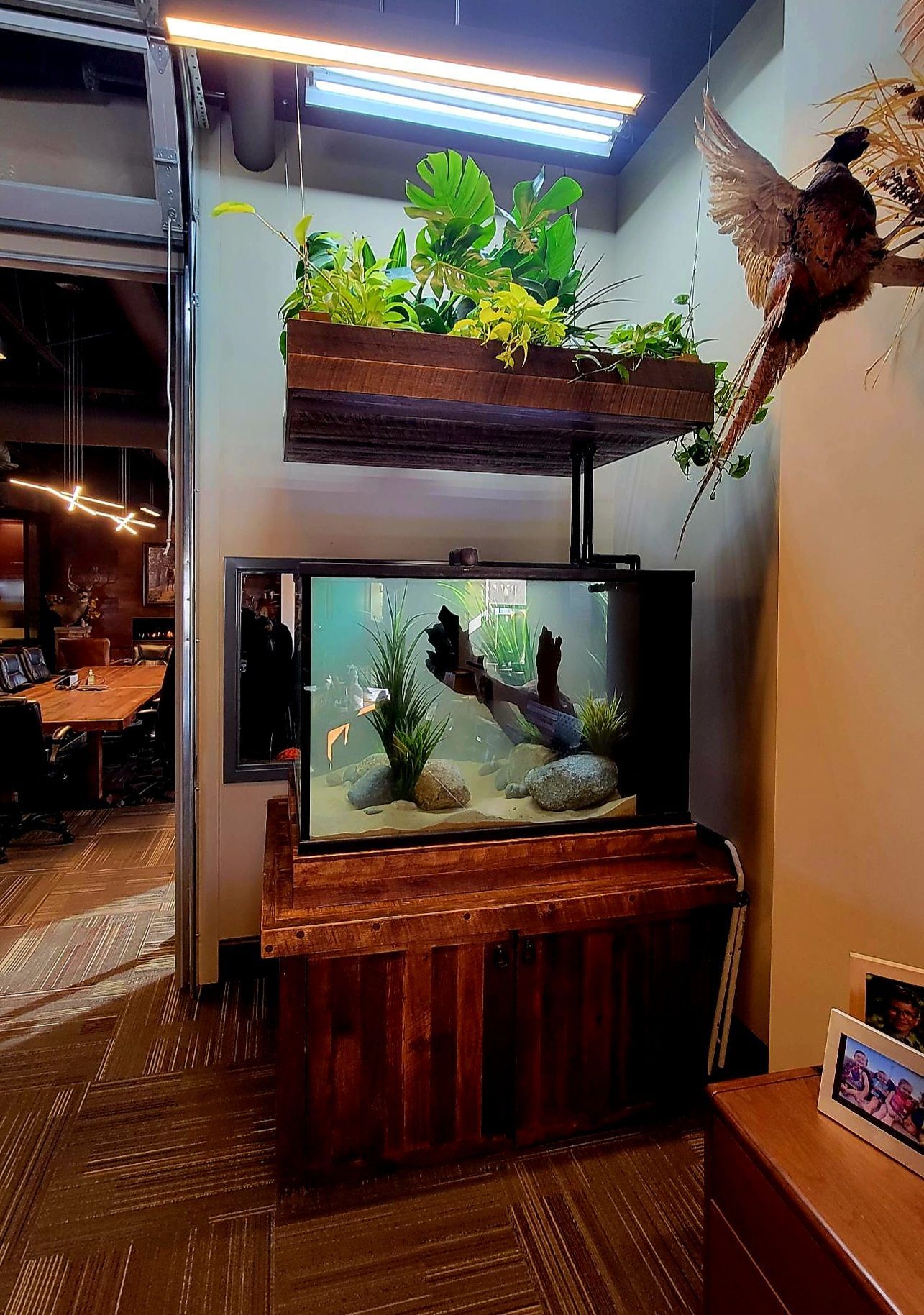 A fish tank with a bird hanging from the ceiling in a room.