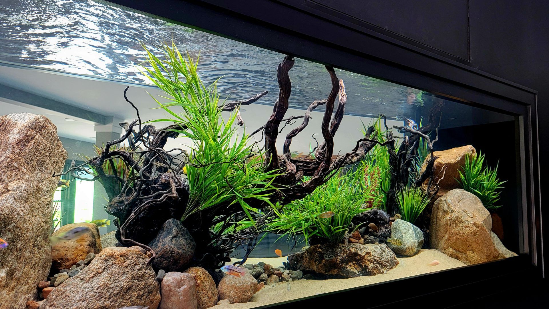 A large aquarium filled with rocks , plants , and fish.