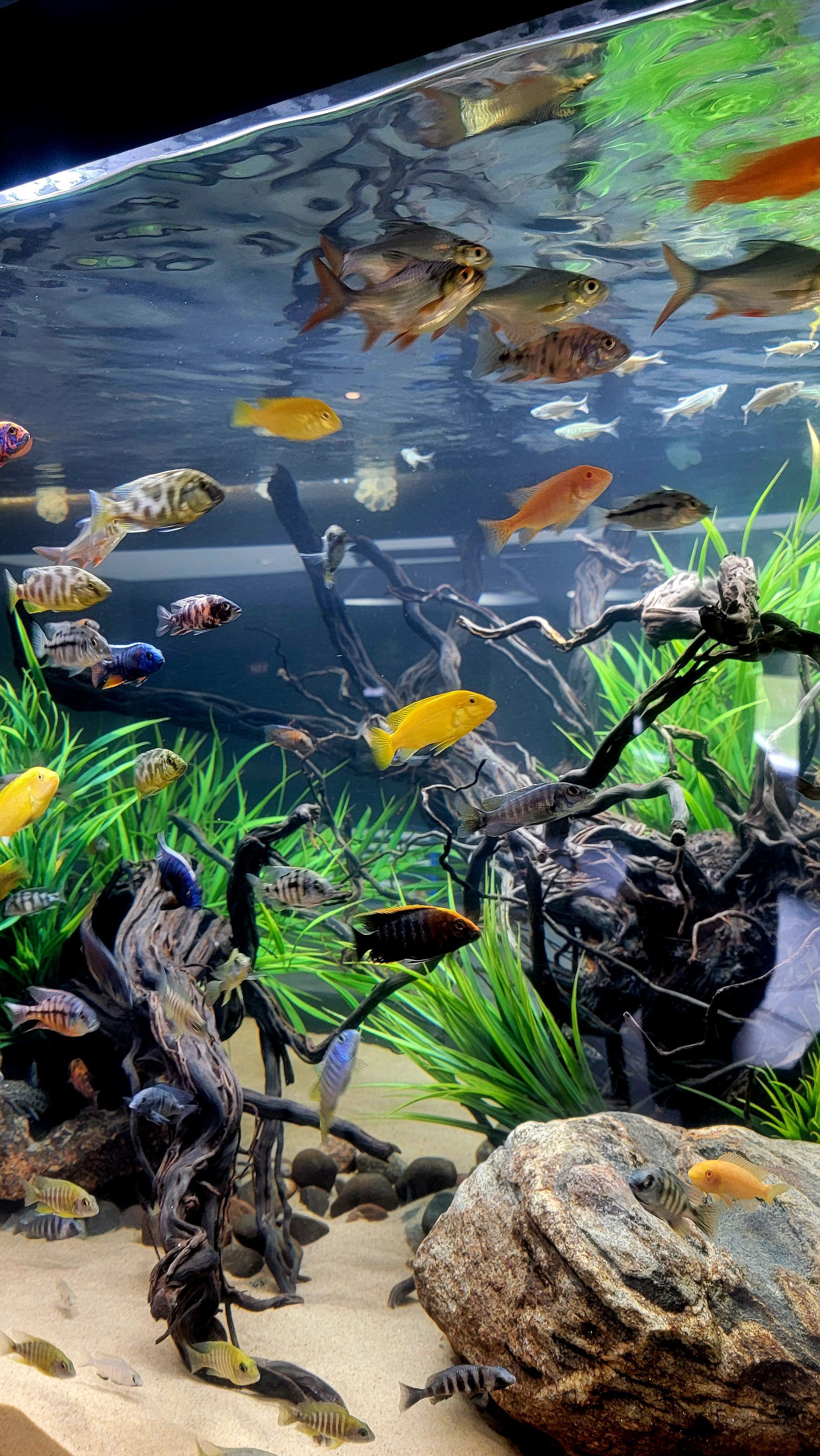 A large aquarium filled with lots of fish and plants.