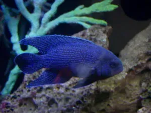 Western Blue Devil