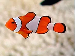 A clown fish is swimming in the ocean.