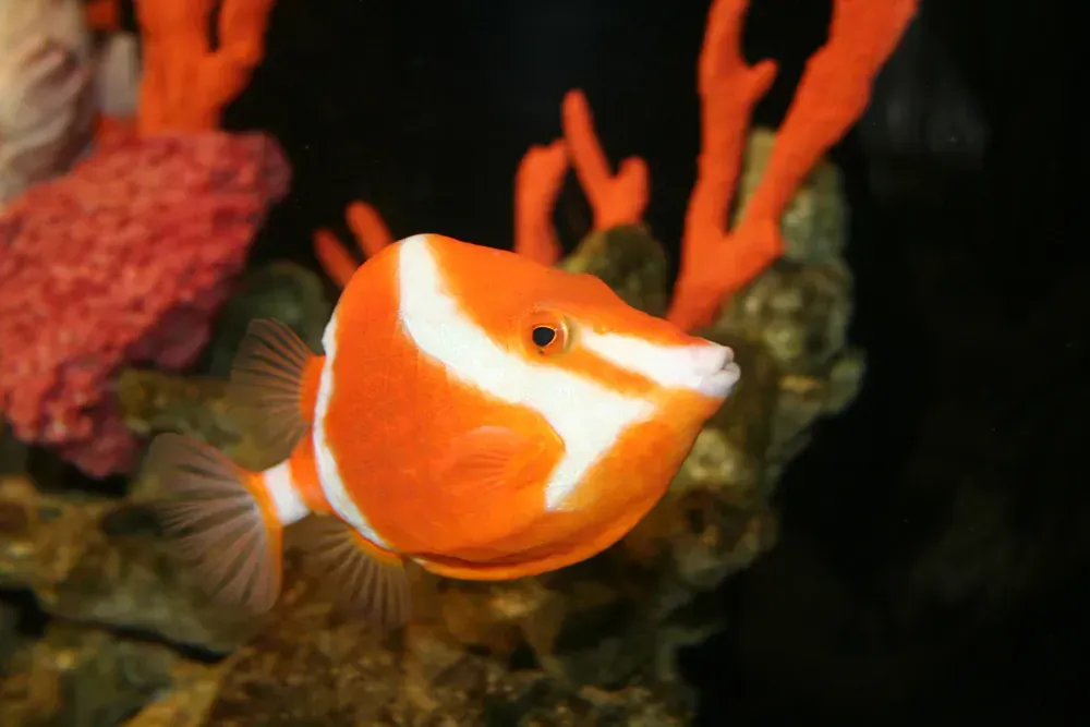 An orange and white fish is swimming in a tank with corals.